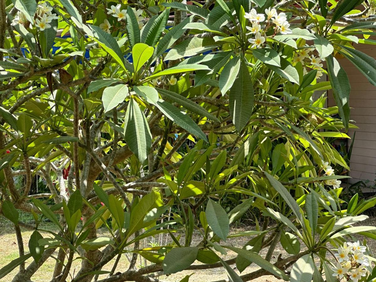 Samui Garden Resort Bang Rak Beach  Bagian luar foto