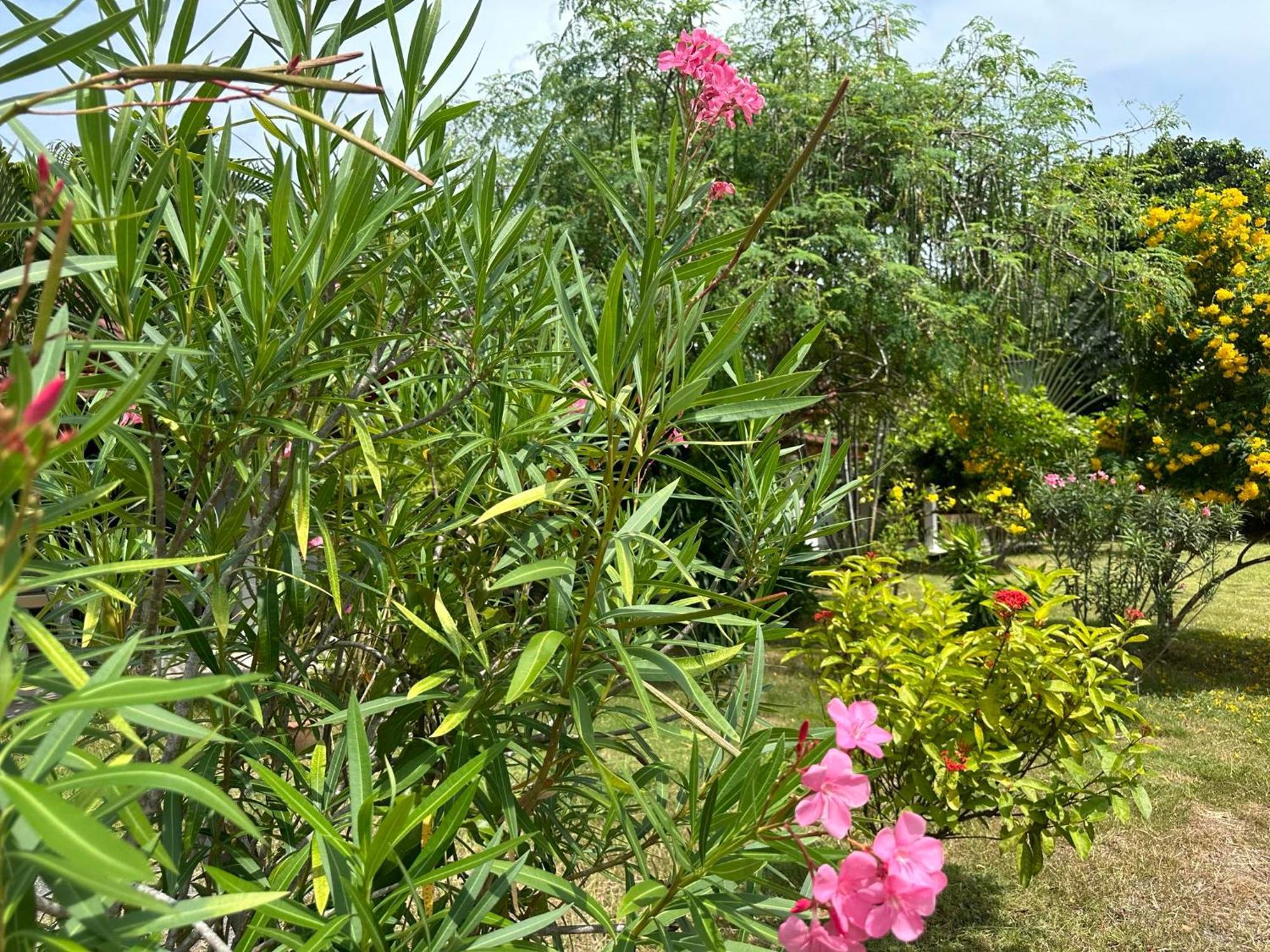 Samui Garden Resort Bang Rak Beach  Bagian luar foto