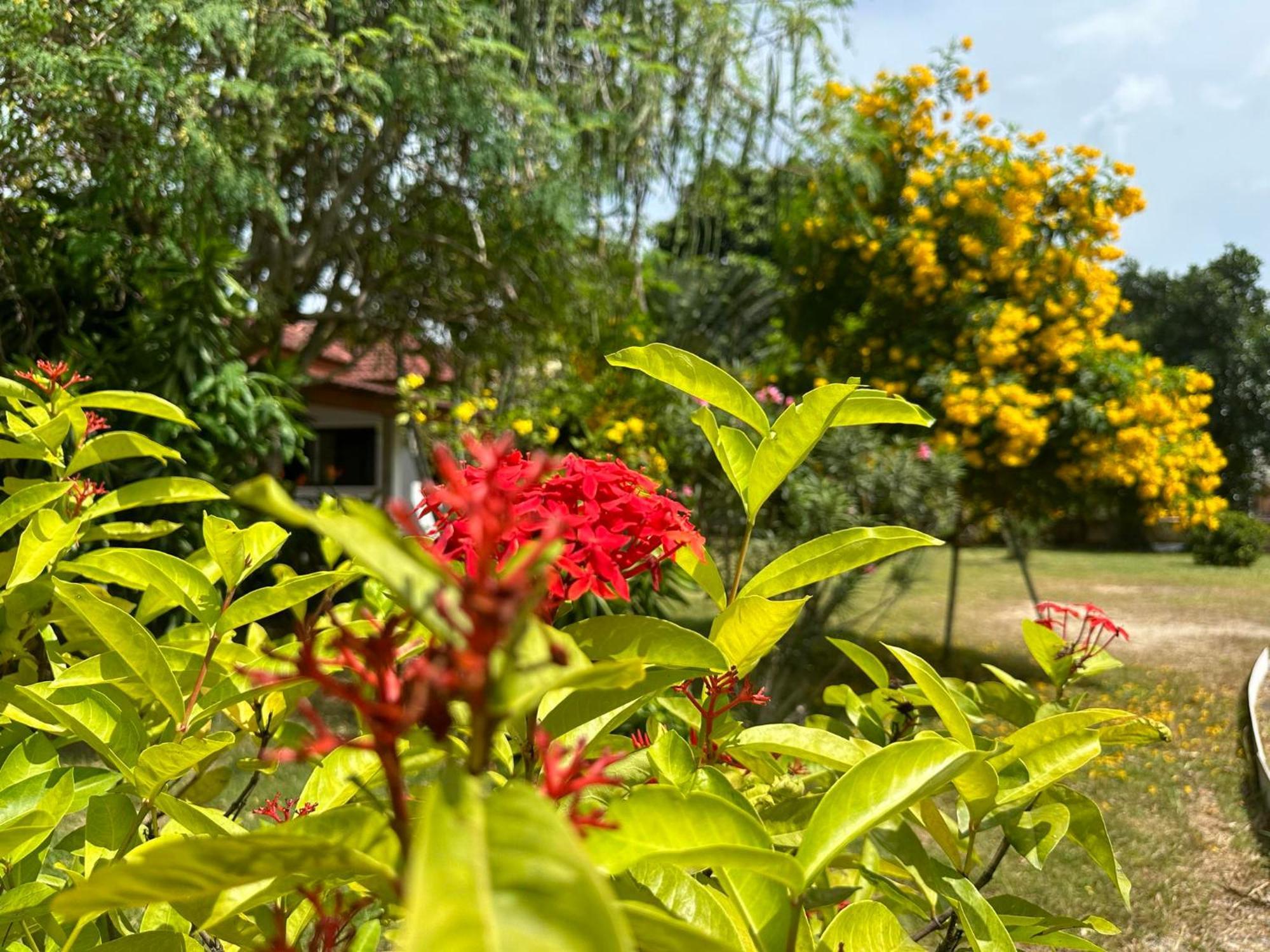 Samui Garden Resort Bang Rak Beach  Bagian luar foto
