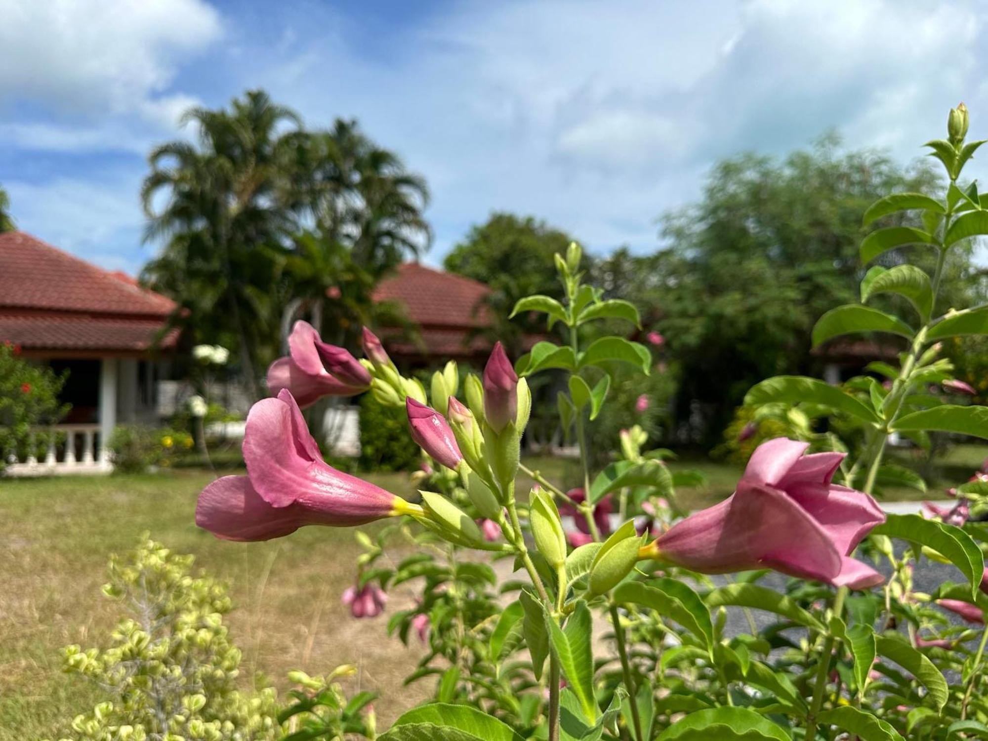 Samui Garden Resort Bang Rak Beach  Bagian luar foto